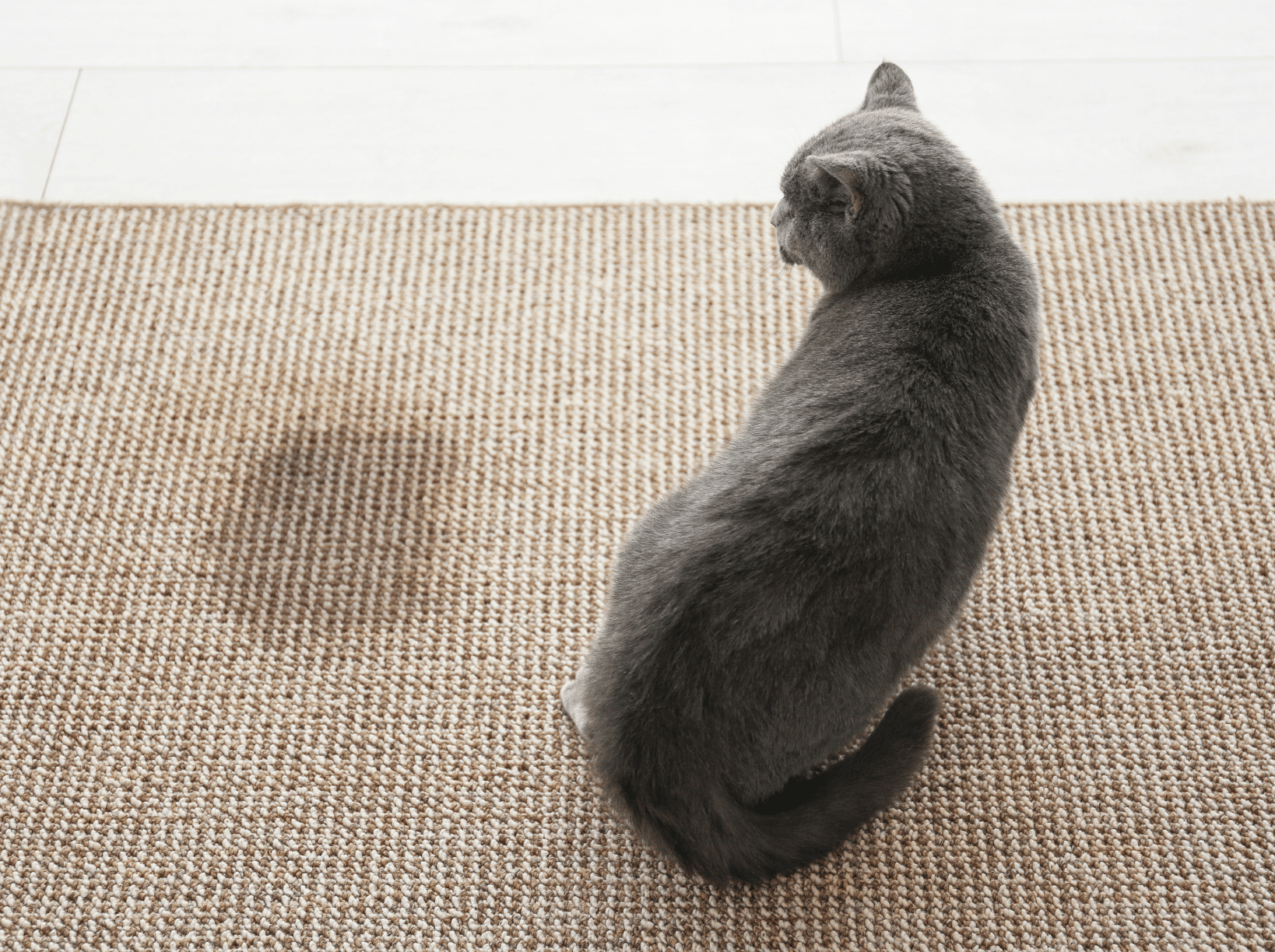 Pet stains cat looking at mark on carpet 1624 x 1224px