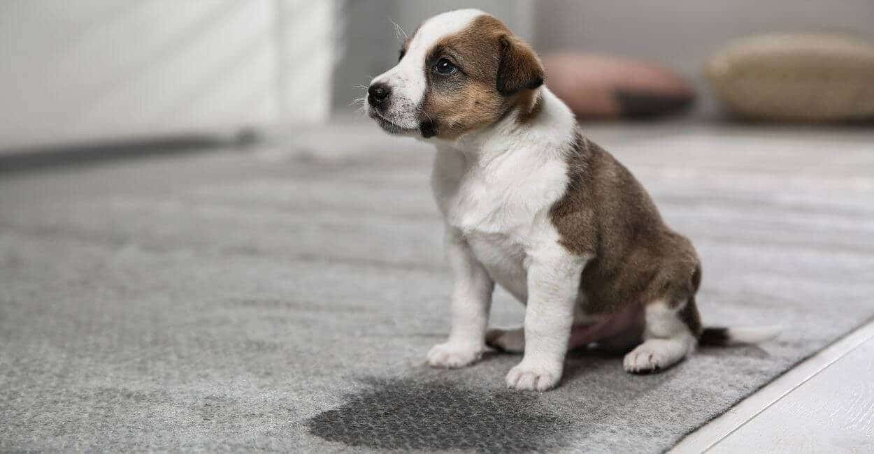 dog pee stains on carpet