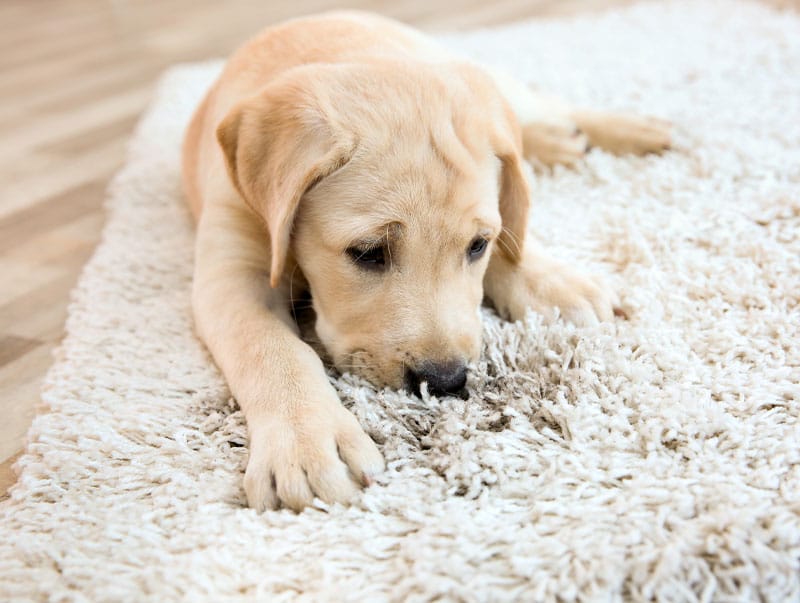Puppy looking at carpet pet urine stains and odours