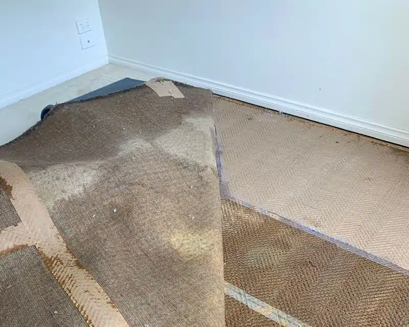 Water Damage Repair For Home and Carpet in Melbourne