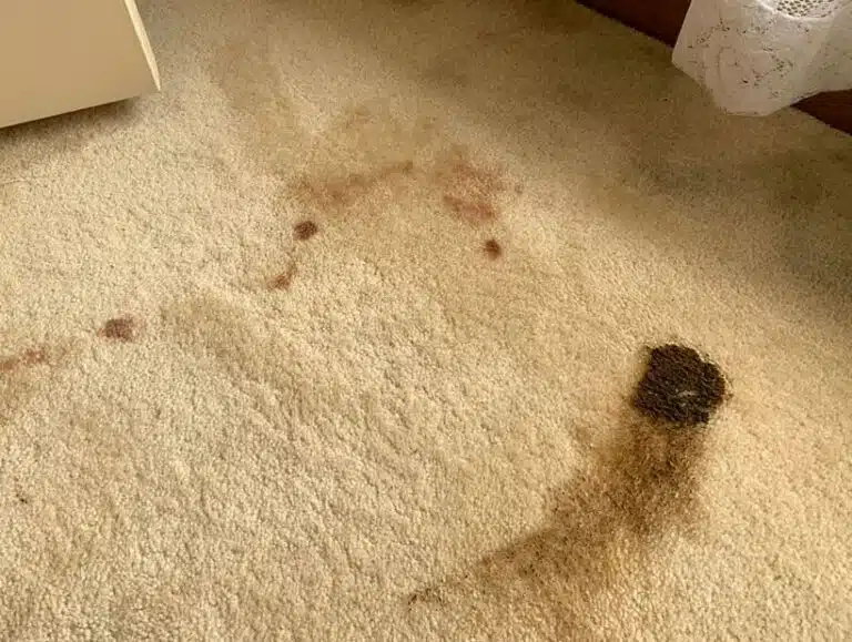 when is professional stain and odour remover service necessary