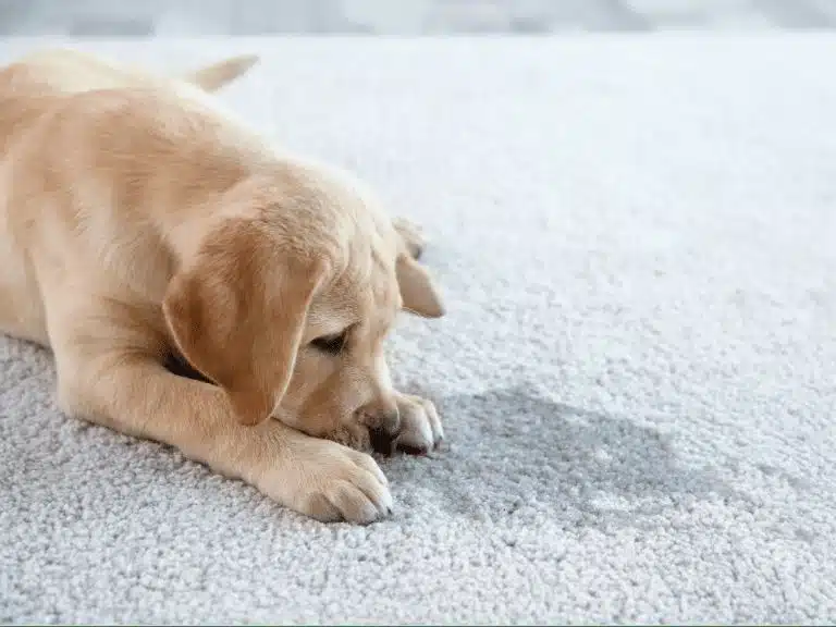 Labrador Puppy looking at carpet pet urine stains & odours