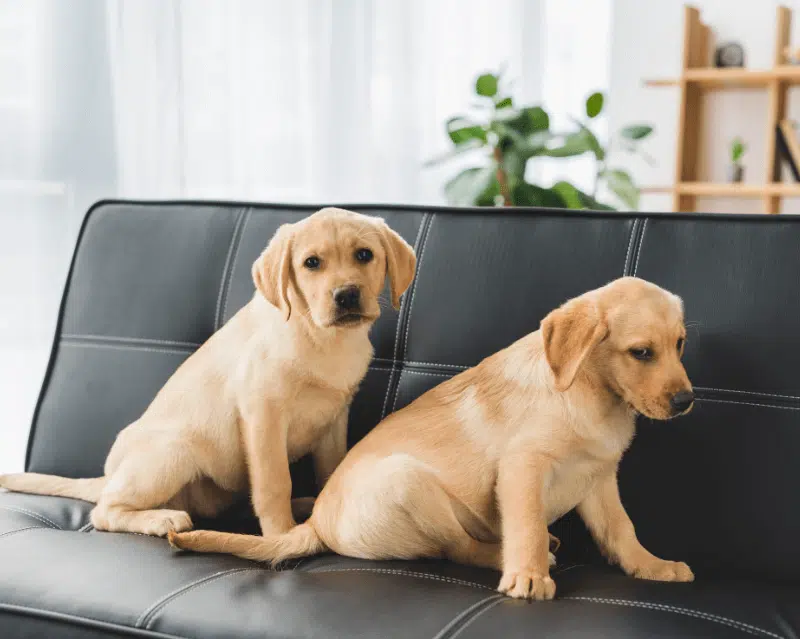Avatar two labradors on leather couch (1)