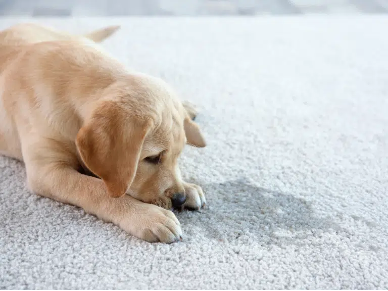 A Broadmeadows Puppy Looking at Carpet Pet Urine Stain