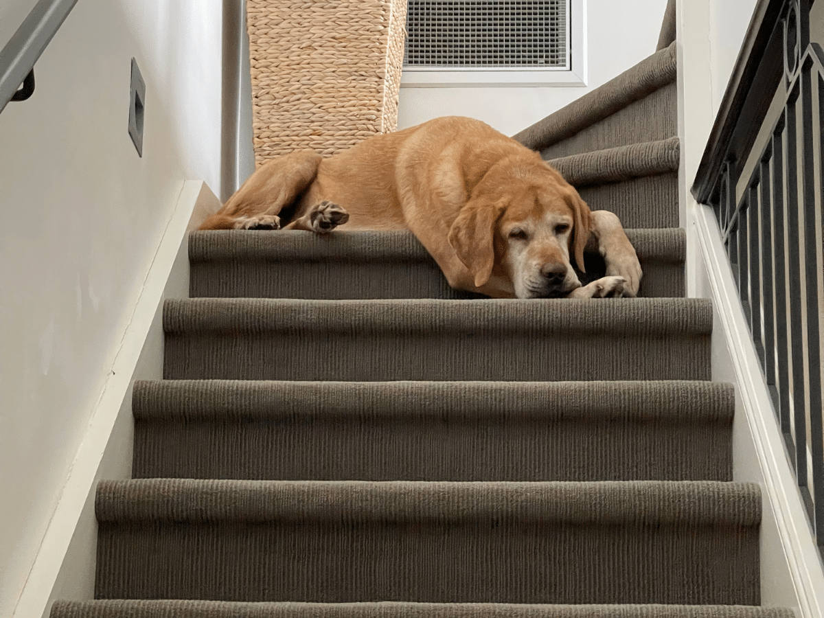 squeaky's dog sleeping on stairs