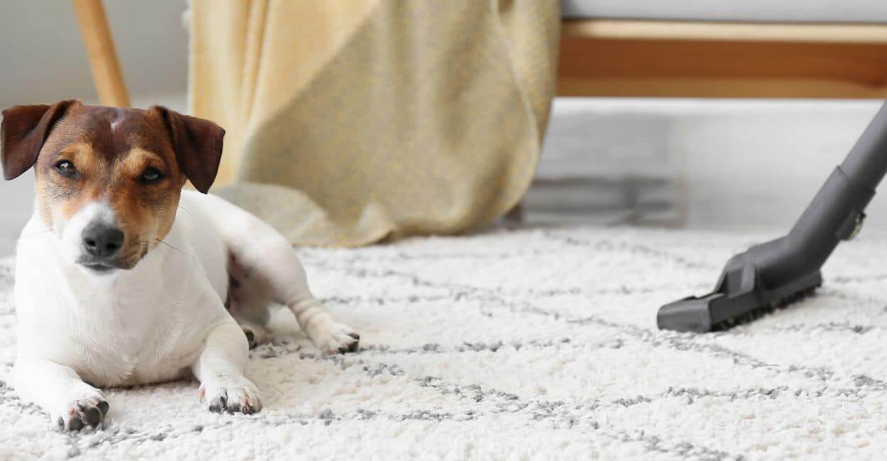 carpet cleaning for indoor health