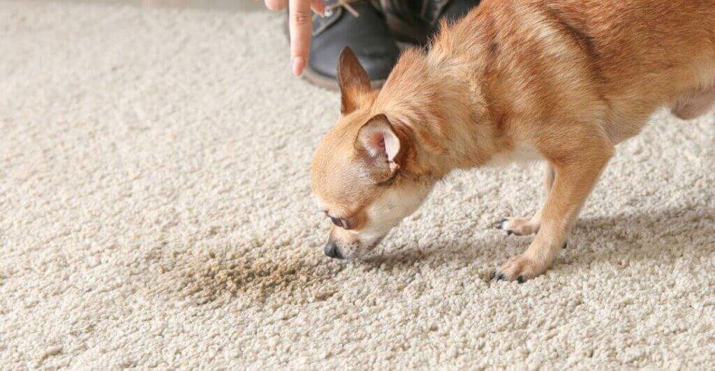 pet stain odour cleaning