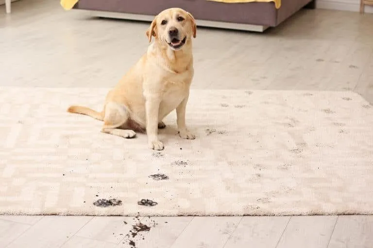 Cute,Dog,Leaving,Muddy,Paw,Prints,On,Carpet