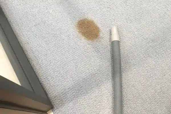 before carpet cleaning squeaky clean team