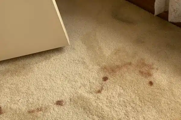 squeaky before carpet cleaning carrum