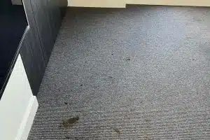 squeaky before carpet cleaning frankston north
