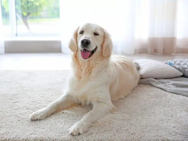 squeaky clean carpet cleaning balwyn