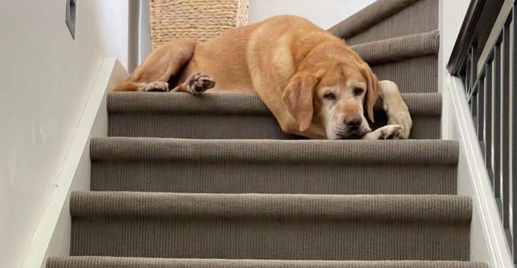 how to clean carpeted stairs
