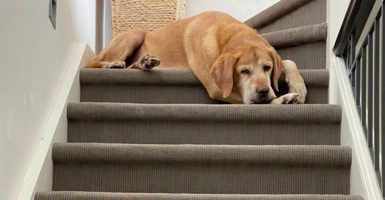 how to clean carpeted stairs