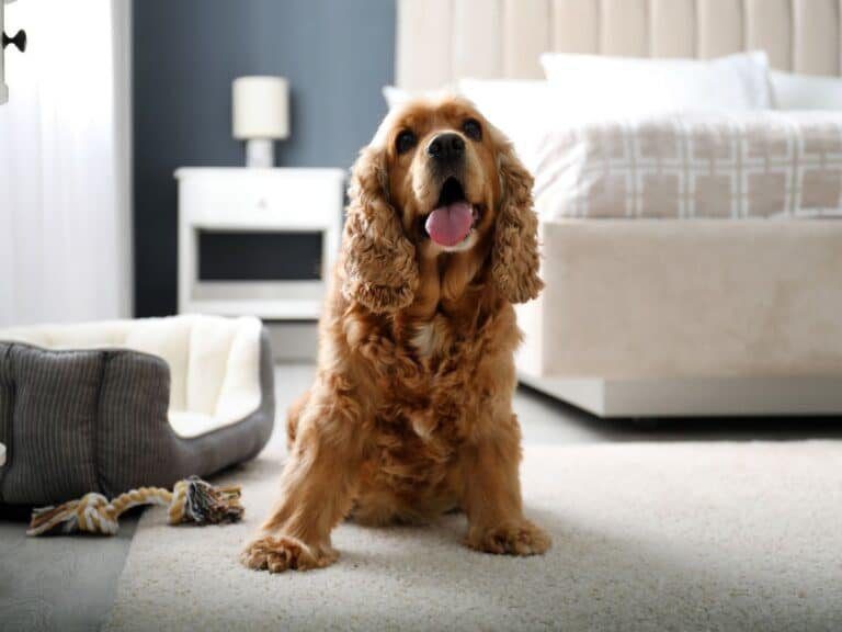 carpet cleaning clifton hill