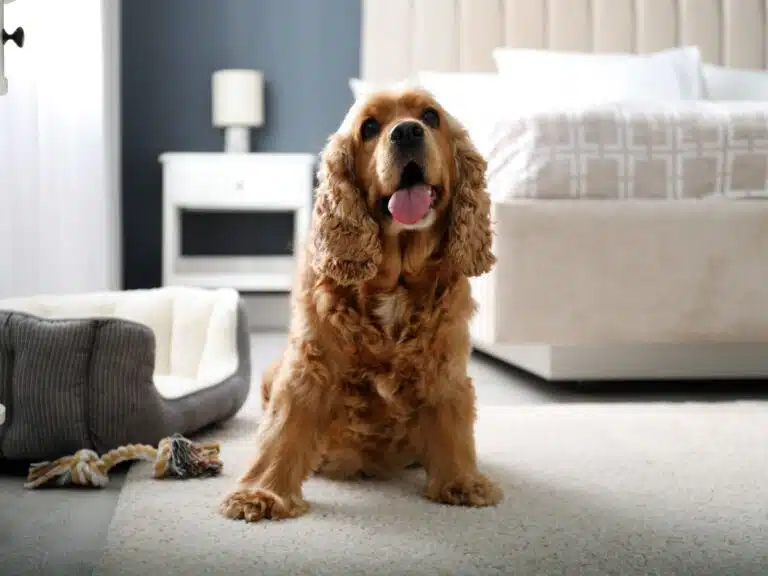 carpet cleaning clifton hill