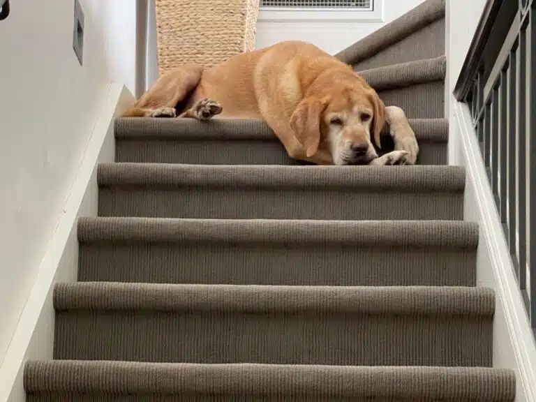 elwood squeakys dog on stairs clean carpet