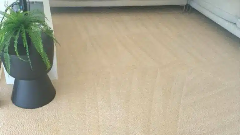 squeaky clean team clean carpet