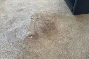squeakys carpet before cleaning