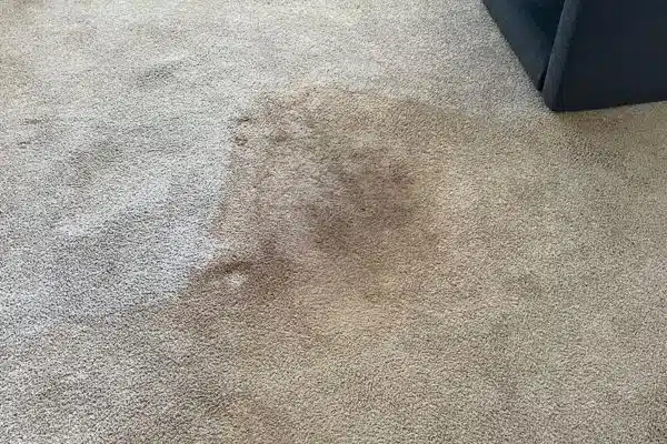 squeakys carpet before cleaning