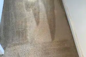 squeakys carpet cleaning after clean