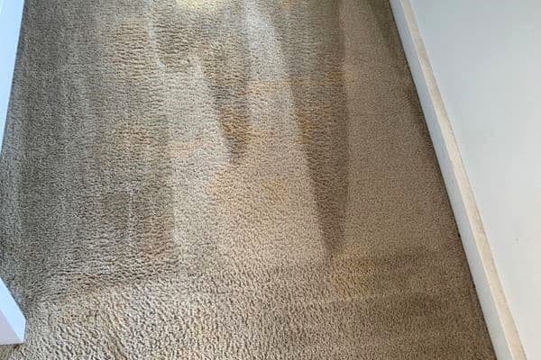 squeakys carpet cleaning after clean
