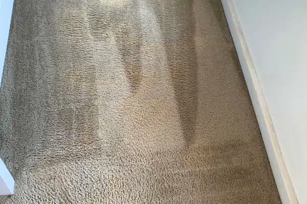 squeakys carpet cleaning after clean
