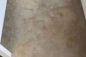 squeakys stain carpet cleaning before clean