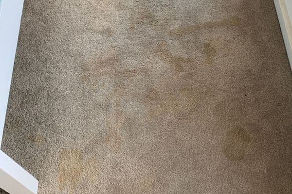 squeakys stain carpet cleaning before clean