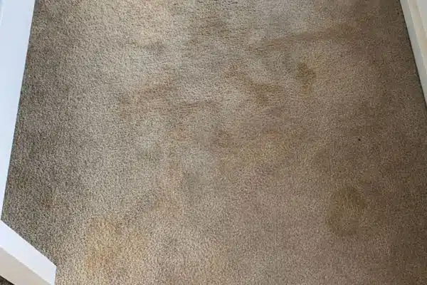 squeakys stain carpet cleaning before clean