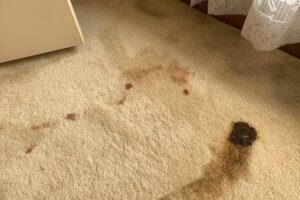 carpet before cleaning squeaky clean team
