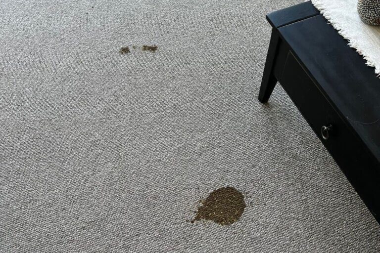 Carpet Stain Cleaning 7 carpet before cleaning the squeaky clean team