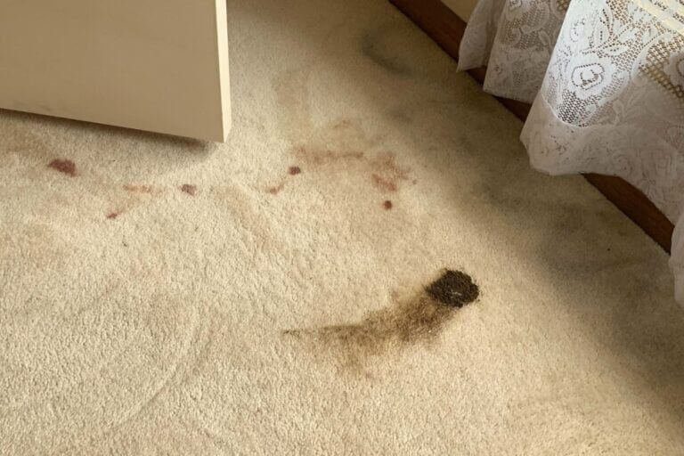squeaky clean team alfred health carpet cleaning (5)