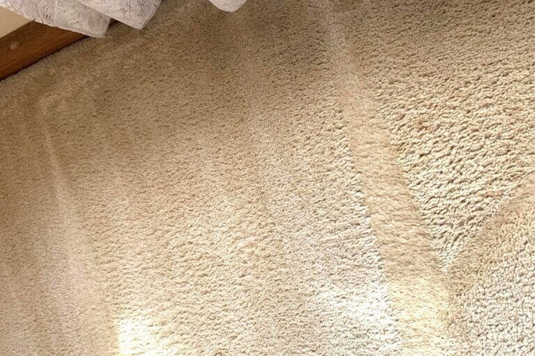 squeaky clean team alfred health carpet cleaning