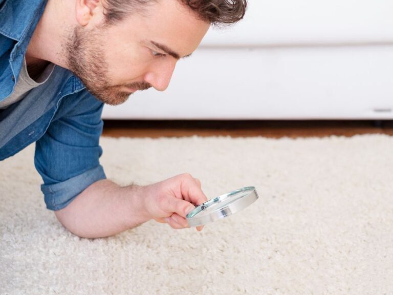 carpet cleaning seaford