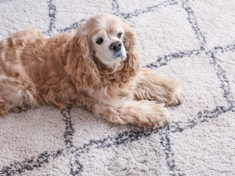 carpet cleaning mount eliza