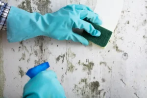 preventing mould growth in properties
