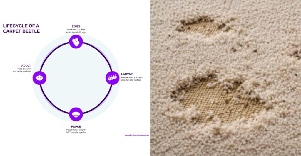 carpet beetles damage melbourne