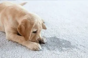 Labrador Puppy looking at carpet pet urine stains & odours