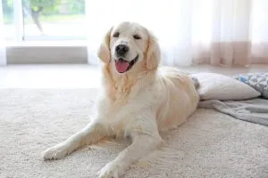 squeaky clean carpet cleaning balwyn